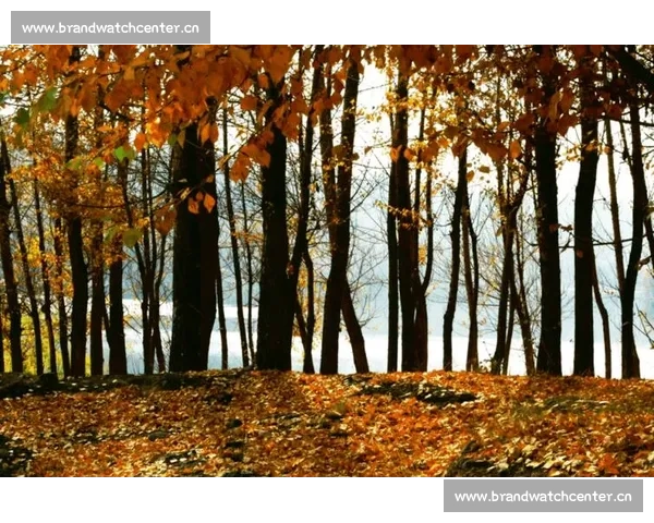 白露时节万物润秋光丰收在望人间最美秋意正浓